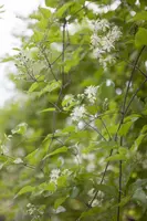 Clematis vitalba vitalba (Bosrank) klimplant - afbeelding 7