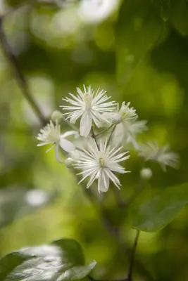 Clematis vitalba vitalba (Bosrank) klimplant - afbeelding 8