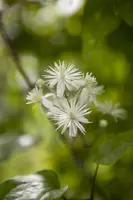 Clematis vitalba vitalba (Bosrank) klimplant - afbeelding 8