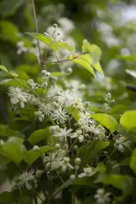 Clematis vitalba vitalba (Bosrank) klimplant - afbeelding 10