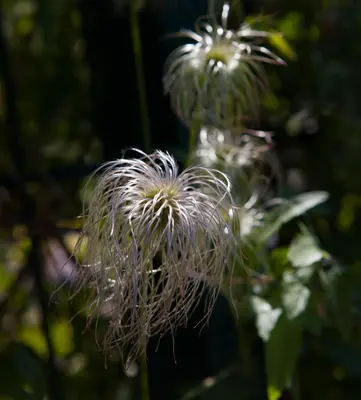 Clematis vitalba vitalba (Bosrank) klimplant - afbeelding 5