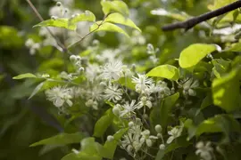 Clematis vitalba vitalba (Bosrank) klimplant - afbeelding 9