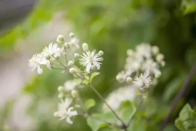 Clematis vitalba vitalba (Bosrank) klimplant - afbeelding 11