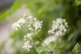 Clematis vitalba vitalba (Bosrank) klimplant - afbeelding 11
