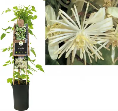 Clematis vitalba vitalba (Bosrank) klimplant - afbeelding 1