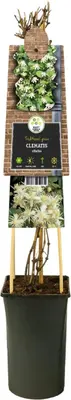 Clematis vitalba vitalba (Bosrank) klimplant - afbeelding 3
