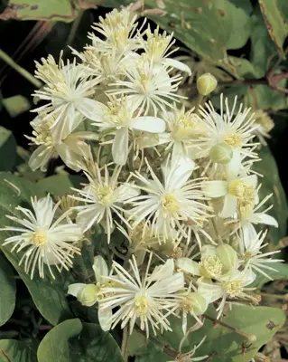 Clematis vitalba vitalba (Bosrank) klimplant 75cm - afbeelding 4