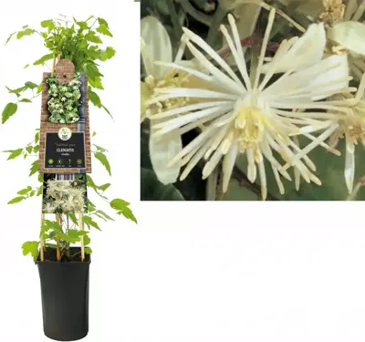 Clematis vitalba vitalba (Bosrank) klimplant 75cm - afbeelding 1