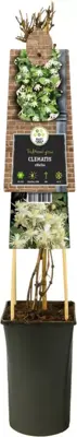 Clematis vitalba vitalba (Bosrank) klimplant 75cm - afbeelding 3