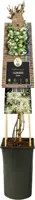 Clematis vitalba vitalba (Bosrank) klimplant 75cm - afbeelding 3