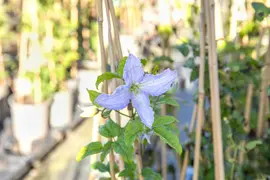 Clematis viticella 'Blue Angel' (Italiaanse clematis 'Blue Angel') - afbeelding 5