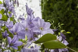 Clematis viticella 'Blue Angel' (Italiaanse clematis 'Blue Angel') - afbeelding 1