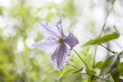 Clematis viticella 'Blue Angel' (Italiaanse clematis 'Blue Angel') - afbeelding 3