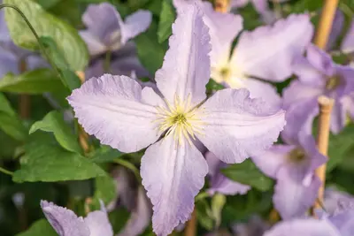 Clematis viticella 'Blue Angel' (Italiaanse clematis 'Blue Angel') - afbeelding 6