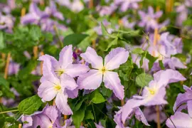 Clematis viticella 'Blue Angel' (Italiaanse clematis 'Blue Angel') - afbeelding 12