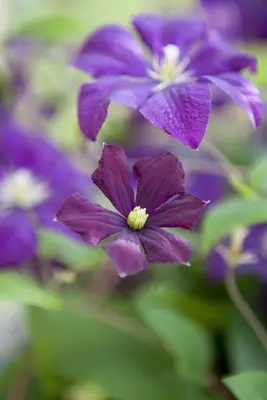 Clematis viticella Etoile Violette' (Italiaanse bosrank) klimplant - afbeelding 10