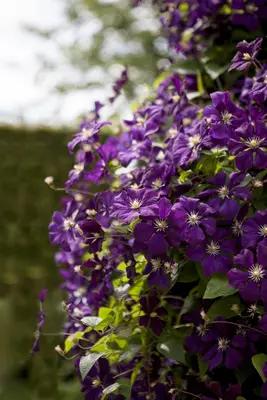 Clematis viticella Etoile Violette' (Italiaanse bosrank) klimplant - afbeelding 12