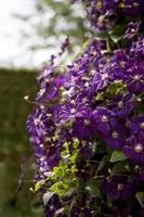 Clematis viticella Etoile Violette' (Italiaanse bosrank) klimplant - afbeelding 12