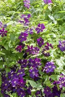 Clematis viticella Etoile Violette' (Italiaanse bosrank) klimplant - afbeelding 18