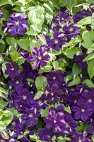 Clematis viticella Etoile Violette' (Italiaanse bosrank) klimplant - afbeelding 19