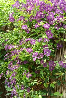 Clematis viticella Etoile Violette' (Italiaanse bosrank) klimplant 75cm - afbeelding 3