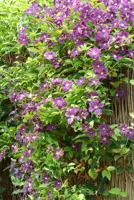 Clematis viticella Etoile Violette' (Italiaanse bosrank) klimplant 75cm - afbeelding 3