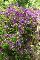 Clematis viticella Etoile Violette' (Italiaanse bosrank) klimplant - afbeelding 2