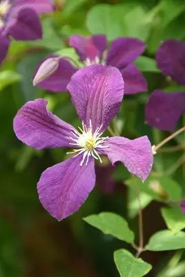 Clematis viticella Etoile Violette' (Italiaanse bosrank) klimplant - afbeelding 4