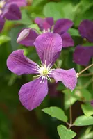 Clematis viticella Etoile Violette' (Italiaanse bosrank) klimplant - afbeelding 4