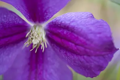Clematis viticella Etoile Violette' (Italiaanse bosrank) klimplant - afbeelding 7