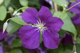 Clematis viticella Etoile Violette' (Italiaanse bosrank) klimplant - afbeelding 8