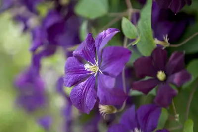 Clematis viticella Etoile Violette' (Italiaanse bosrank) klimplant - afbeelding 9