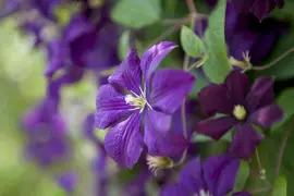 Clematis viticella Etoile Violette' (Italiaanse bosrank) klimplant - afbeelding 9