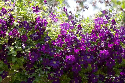 Clematis viticella Etoile Violette' (Italiaanse bosrank) klimplant - afbeelding 14