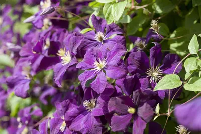Clematis viticella Etoile Violette' (Italiaanse bosrank) klimplant - afbeelding 21
