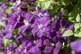 Clematis viticella Etoile Violette' (Italiaanse bosrank) klimplant - afbeelding 21