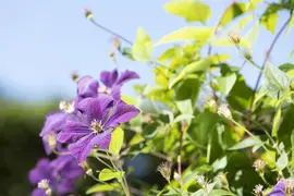 Clematis viticella Etoile Violette' (Italiaanse bosrank) klimplant - afbeelding 24