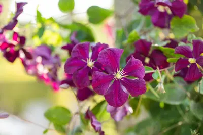 Clematis viticella Etoile Violette' (Italiaanse bosrank) klimplant - afbeelding 25