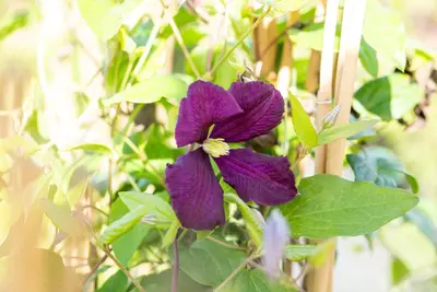 Clematis viticella Etoile Violette' (Italiaanse bosrank) klimplant - afbeelding 26