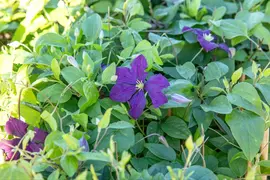 Clematis viticella Etoile Violette' (Italiaanse bosrank) klimplant - afbeelding 27