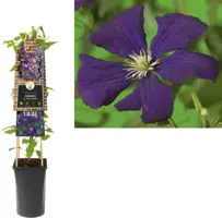 Clematis viticella Etoile Violette' (Italiaanse bosrank) klimplant 75cm - afbeelding 1
