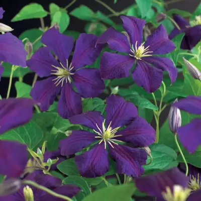 Clematis viticella Etoile Violette' (Italiaanse bosrank) klimplant 75cm - afbeelding 5