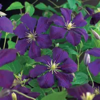 Clematis viticella Etoile Violette' (Italiaanse bosrank) klimplant 75cm - afbeelding 5