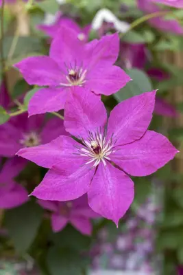 Clematis viticella (Italiaanse bosrank) klimplant - afbeelding 6