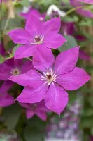 Clematis viticella (Italiaanse bosrank) klimplant - afbeelding 6