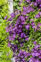 Clematis viticella (Italiaanse bosrank) klimplant - afbeelding 7