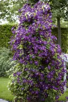 Clematis viticella (Italiaanse bosrank) klimplant - afbeelding 8