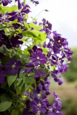 Clematis viticella (Italiaanse bosrank) klimplant - afbeelding 10