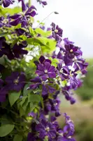 Clematis viticella (Italiaanse bosrank) klimplant - afbeelding 10