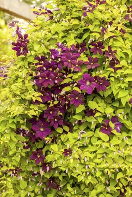 Clematis viticella (Italiaanse bosrank) klimplant - afbeelding 13